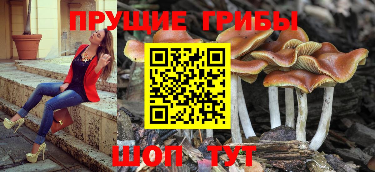 Владикавказ  Псилоцибиновые грибы Cubensis  Вход с VPN 
